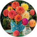 Dahlia Townsend profile picture